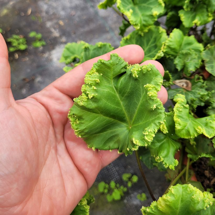 Hedera helix Obelix - Edera (Fogliame)