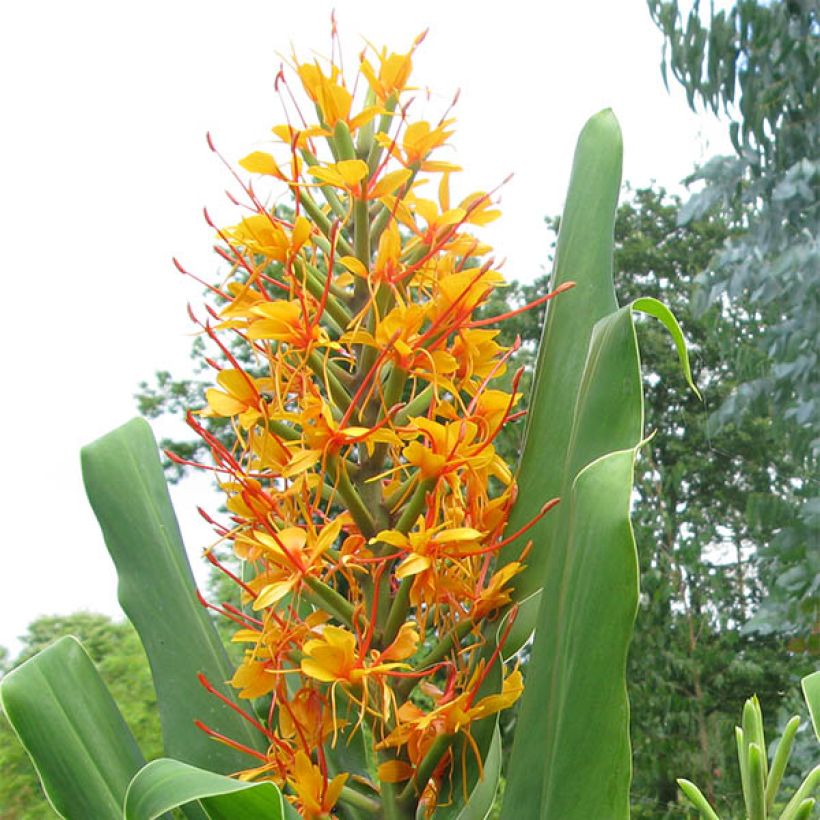 Hedychium coccineum Tara (bulbi) (Fioritura)