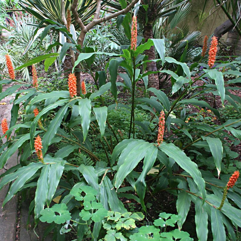 Hedychium densiflorum (Porto)