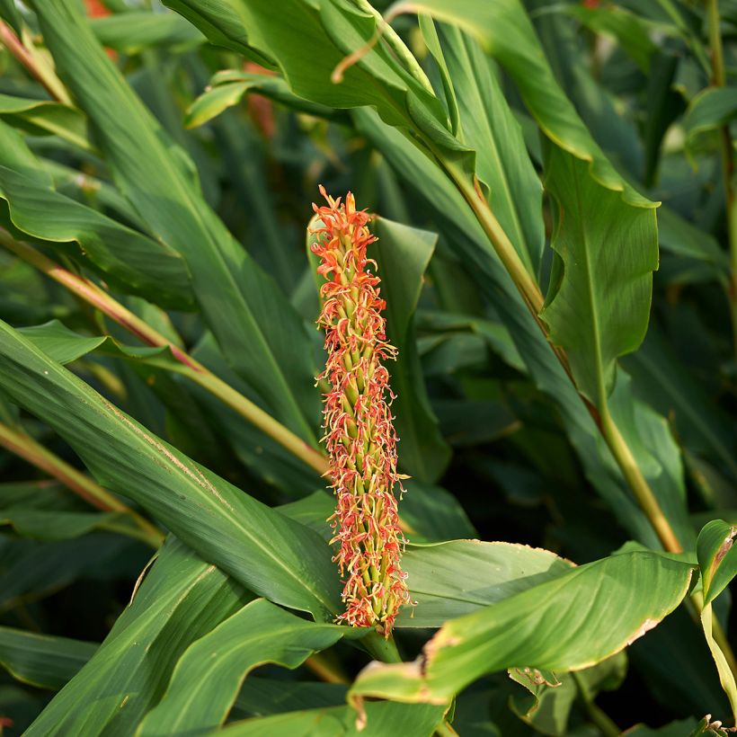 Hedychium densiflorum (Fogliame)