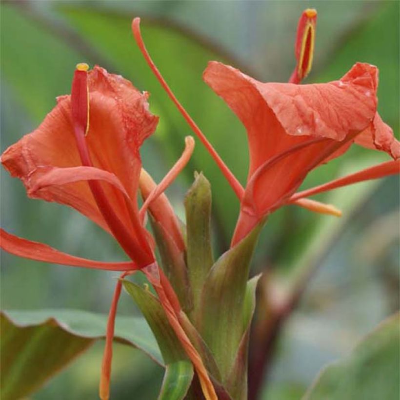 Hedychium greenii - Zenzero rosso (Fioritura)