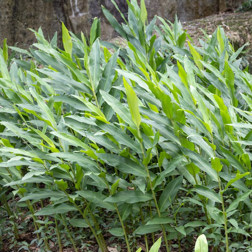 Hedychium maximum (Fogliame)