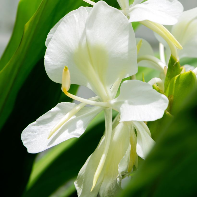 Hedychium maximum (Fioritura)