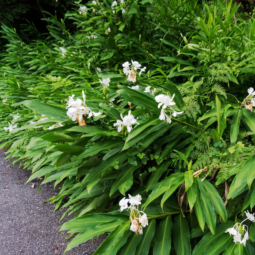 Hedychium maximum (Porto)