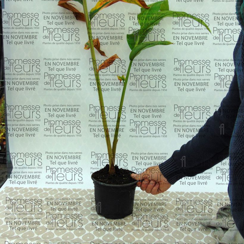 Esempio di esemplare Hedychium spicatum Pot come consegnato