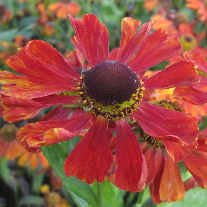 Helenium Baudirektor Linne (Fioritura)