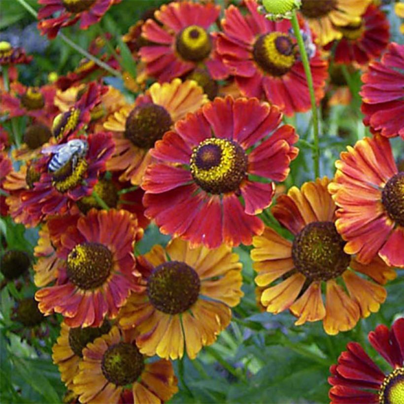 Helenium Dunkle Pracht (Fioritura)