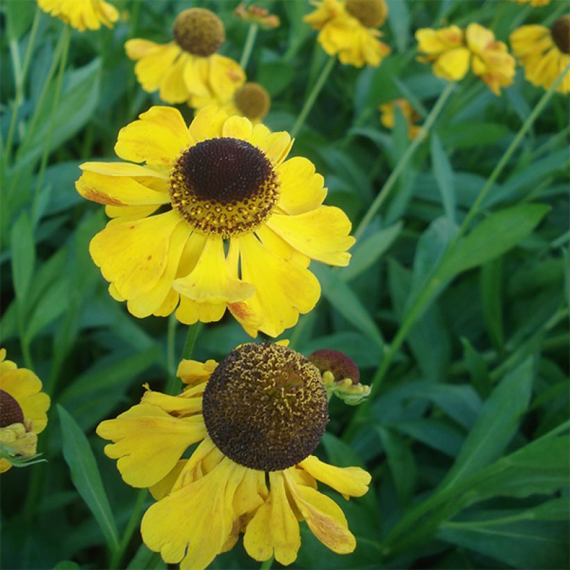 Helenium El Dorado (Fioritura)