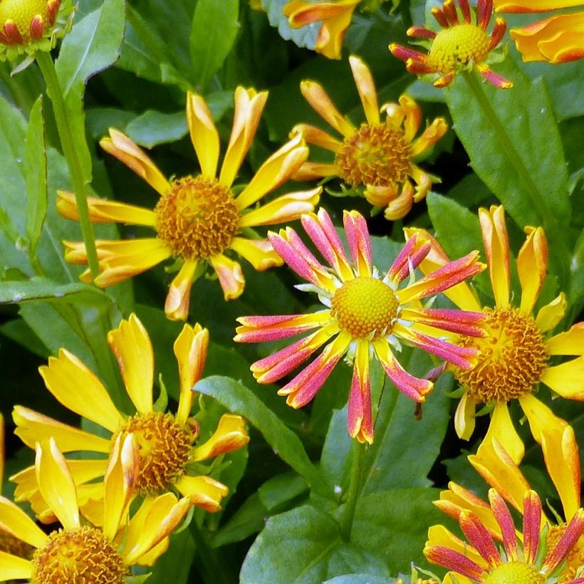 Helenium Fancy Fan (Fioritura)