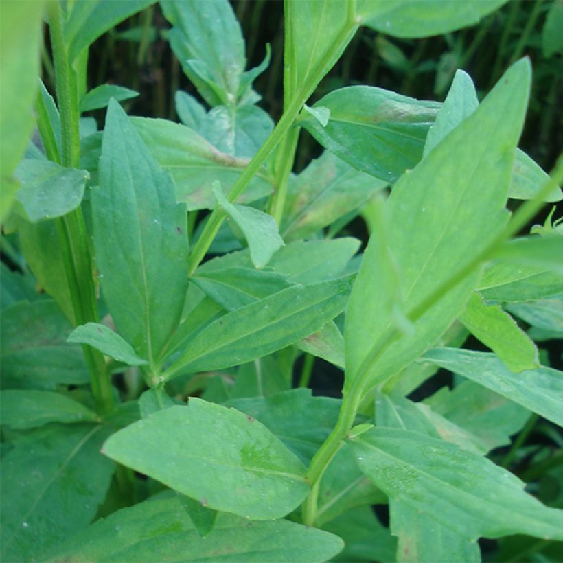 Helenium Flammenspiel (Fogliame)