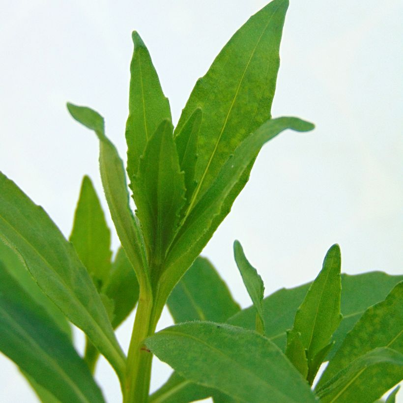 Helenium Flammenspiel (Fioritura)