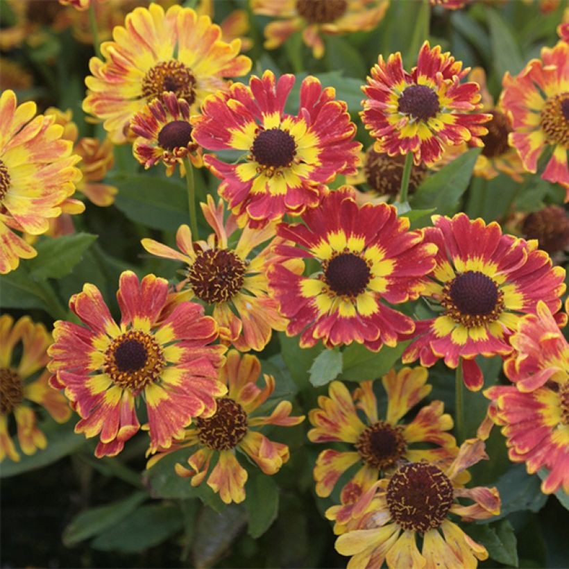 Helenium autumnale Fuego (Fioritura)