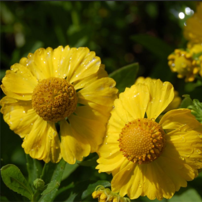 Helenium Kugelsonne (Fioritura)