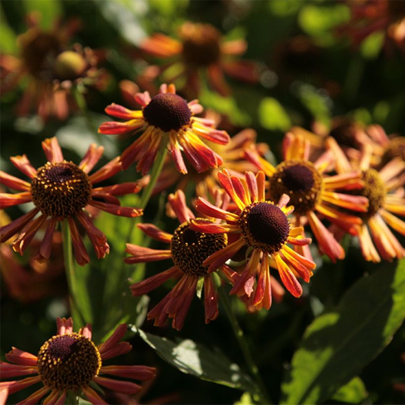 Helenium Loysder Wieck (Fioritura)