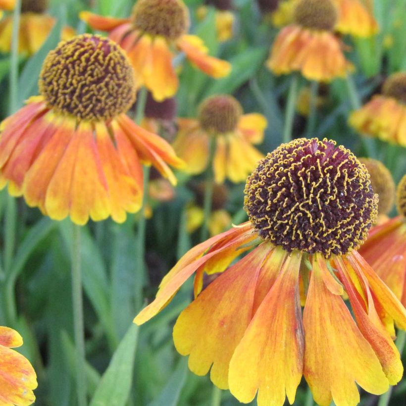 Helenium Mardi gras (Fioritura)