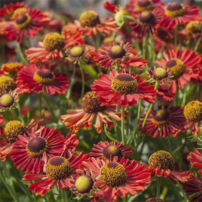 Helenium autumnale Mariachi Ranchera (Fioritura)