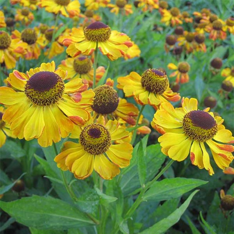 Helenium Rauchtopas (Fioritura)