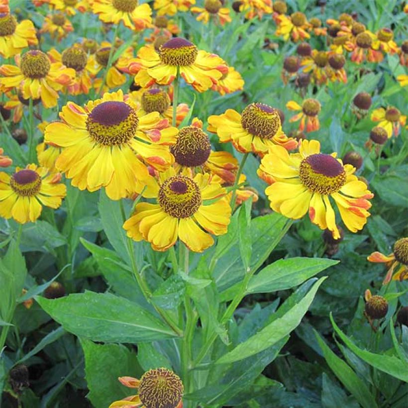 Helenium Rauchtopas (Porto)