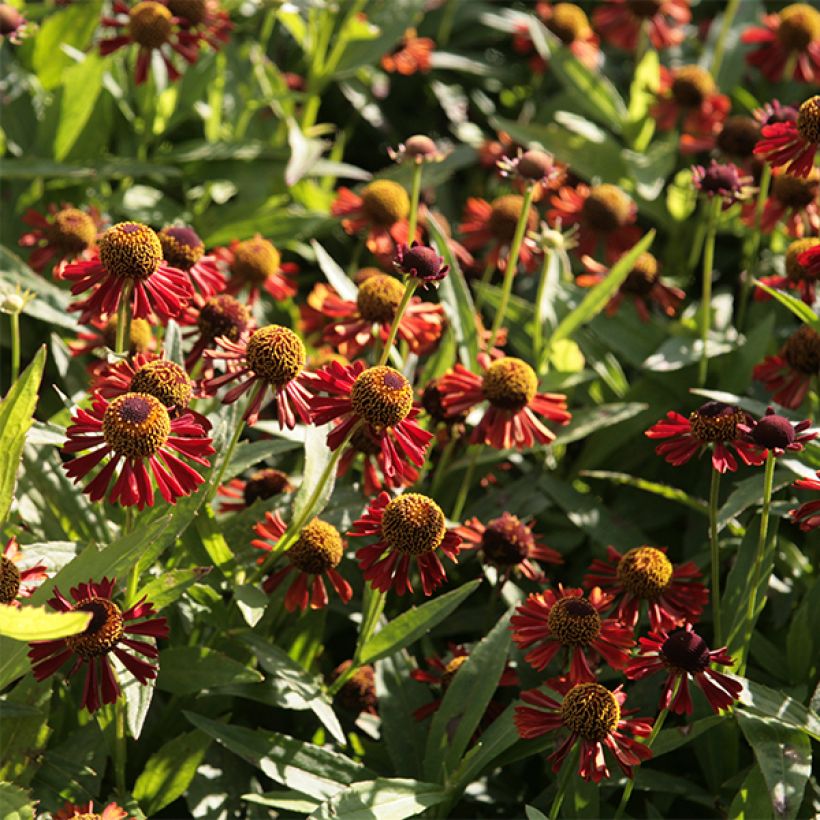 Helenium Ruby Tuesday (Fioritura)