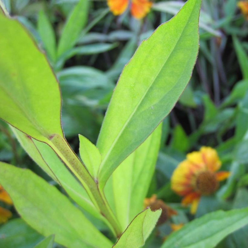 Helenium Sahin's Early Flowerer (Fogliame)