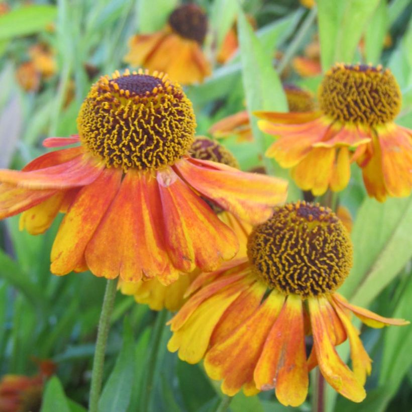 Helenium Sahin's Early Flowerer (Fioritura)