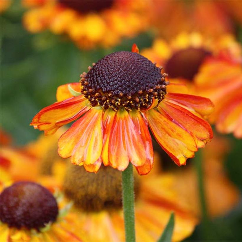 Helenium Short' n'Sassy (Fioritura)