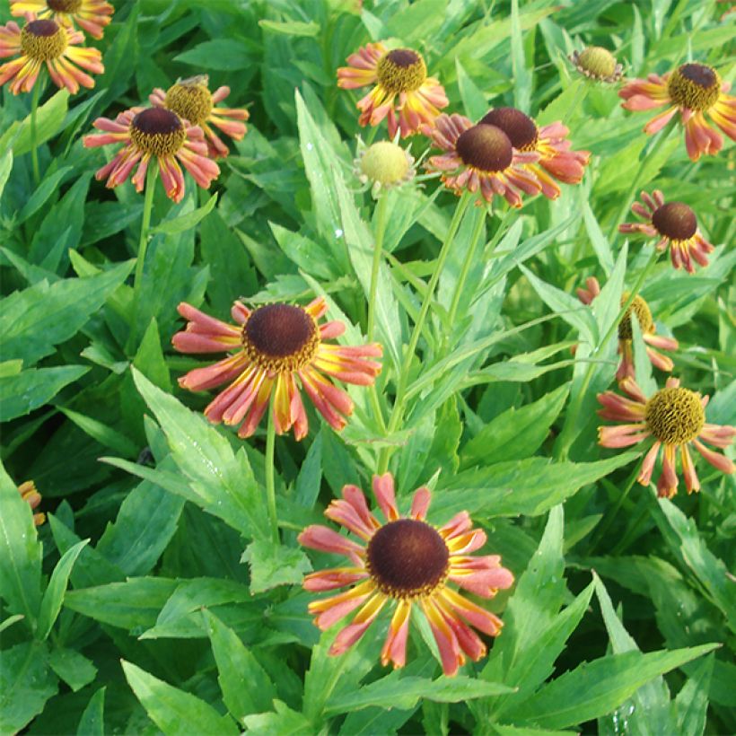 Helenium Tie Dye (Fioritura)