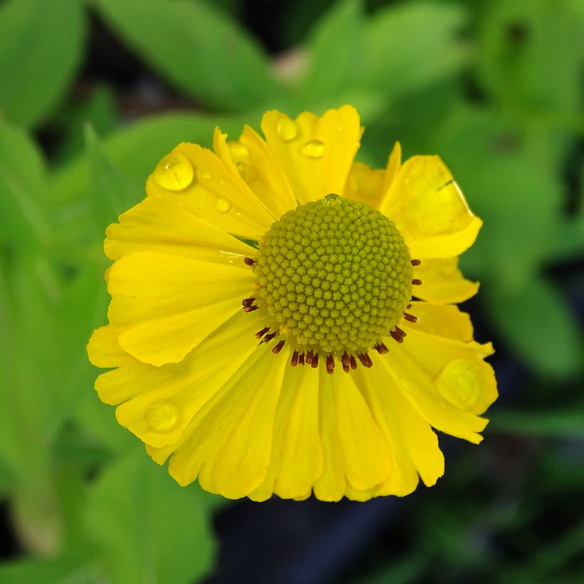 Helenium Tijuana Brass (Fioritura)