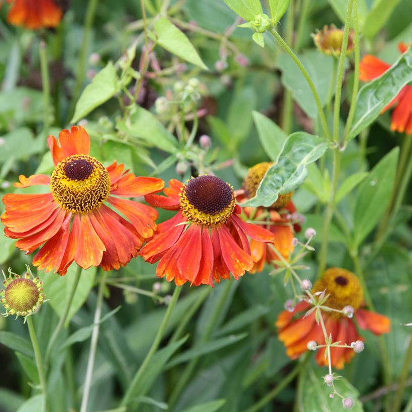 Helenium Waltraut (Fioritura)