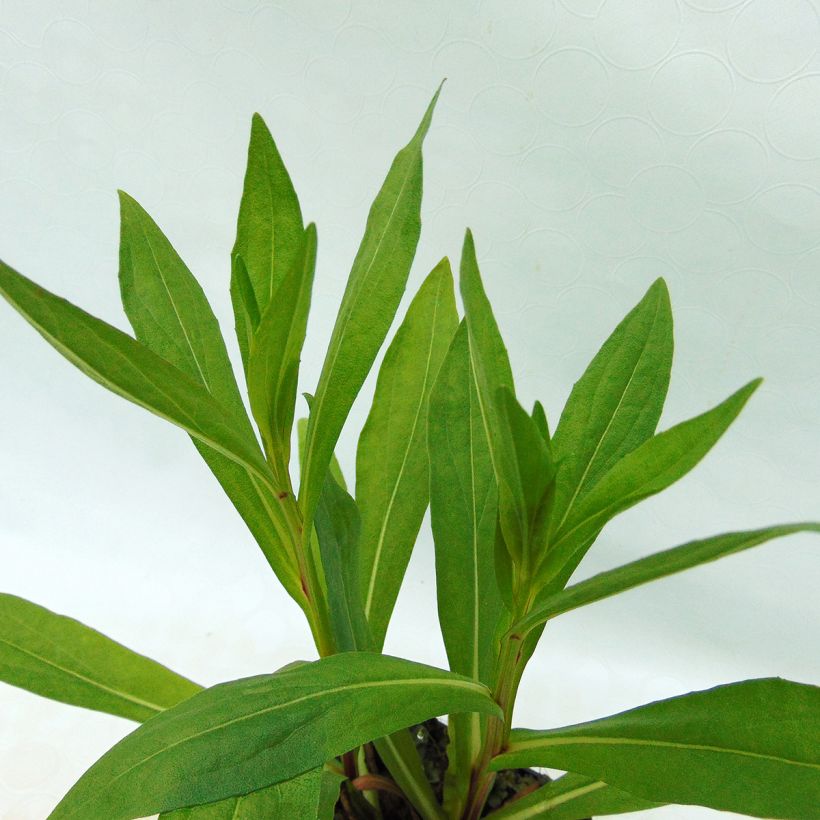 Helenium Windley (Fogliame)