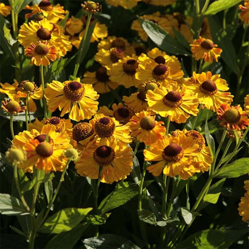 Helenium autumnale Zimbelstern (Fioritura)