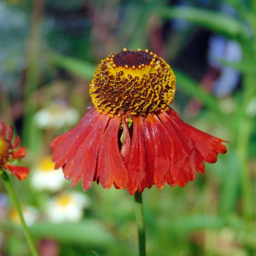 Helenium Moerheim Beauty (Fioritura)