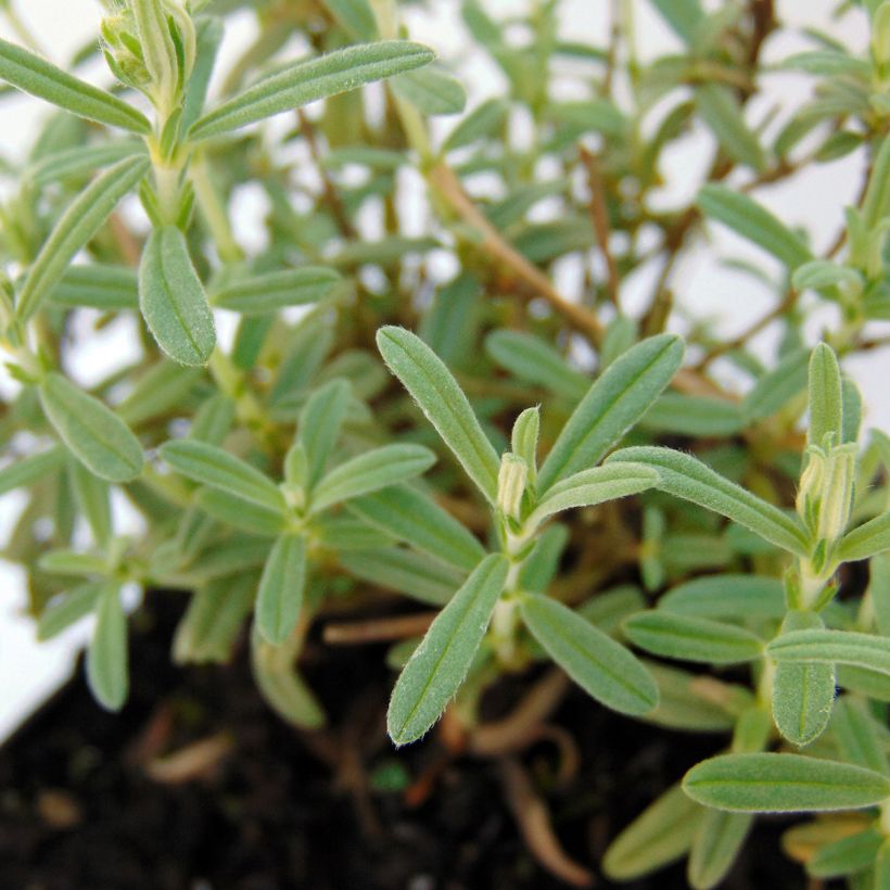 Helianthemum Wisley Primrose - Eliantemo (Fogliame)