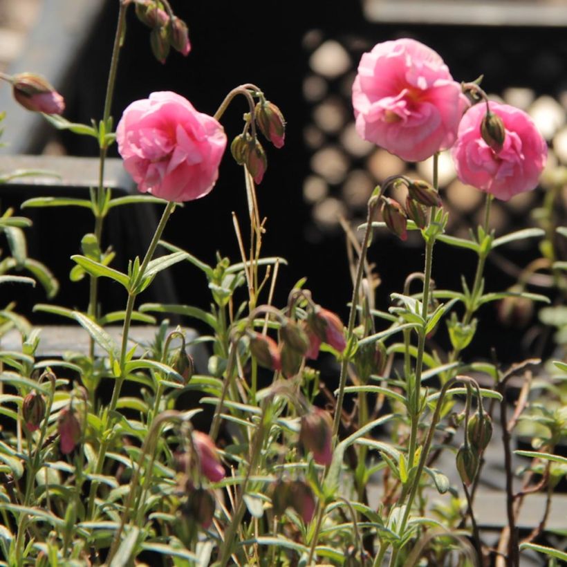 Helianthemum Annabel - Eliantemo (Fogliame)