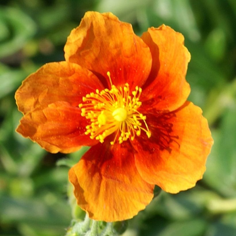 Helianthemum Ben Alder - Eliantemo (Fioritura)