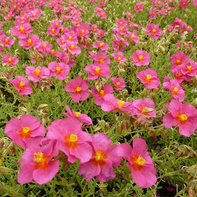 Helianthemum Ben Hope - Eliantemo (Fioritura)