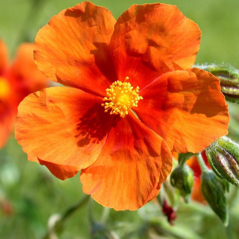 Helianthemum Bronzeteppich - Eliantemo (Fioritura)