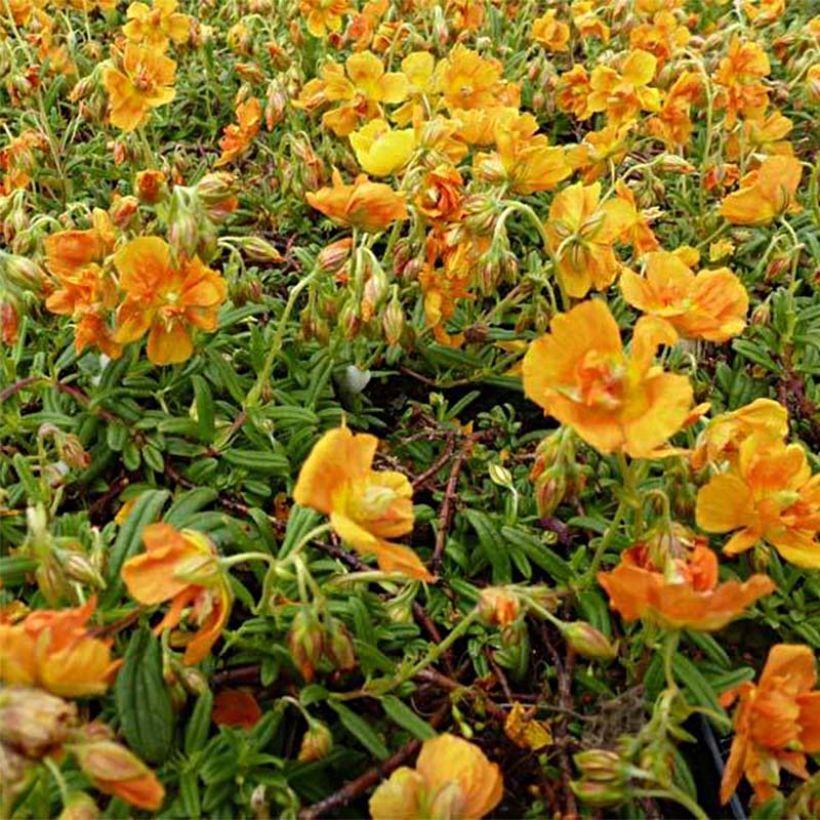 Helianthemum Orange Double - Eliantemo (Fioritura)