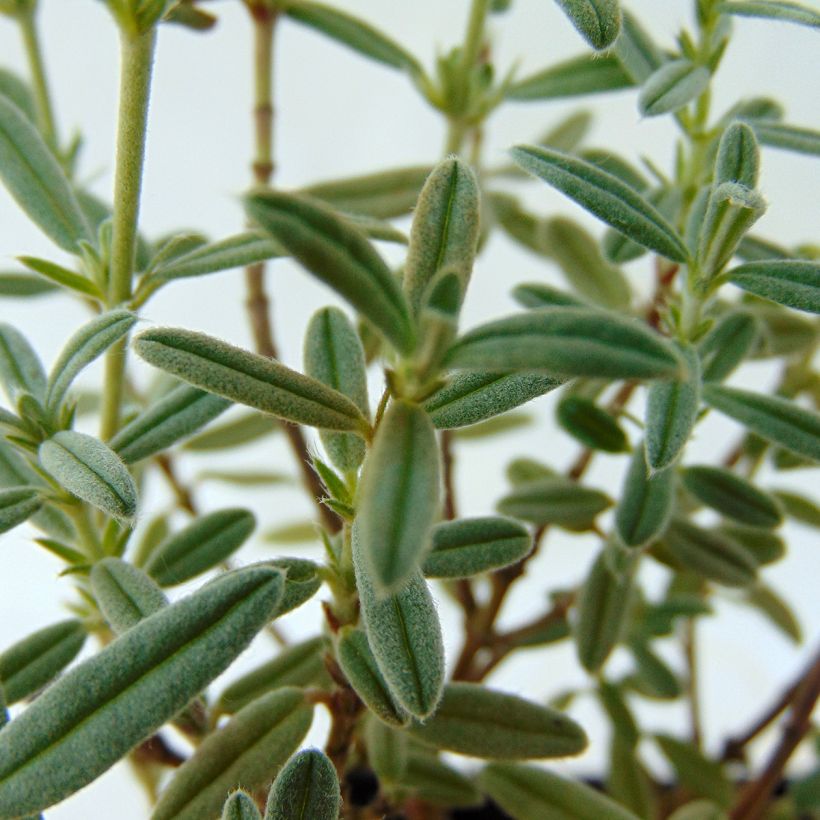 Helianthemum Rhodanthe Carneum - Eliantemo (Fogliame)