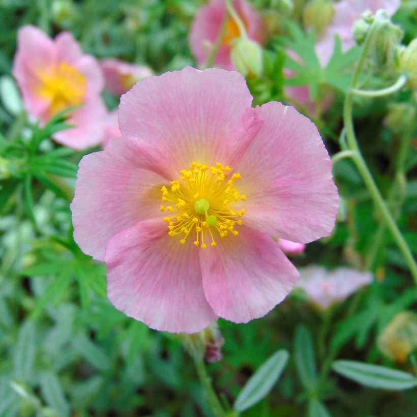 Helianthemum Rhodanthe Carneum - Eliantemo (Fioritura)