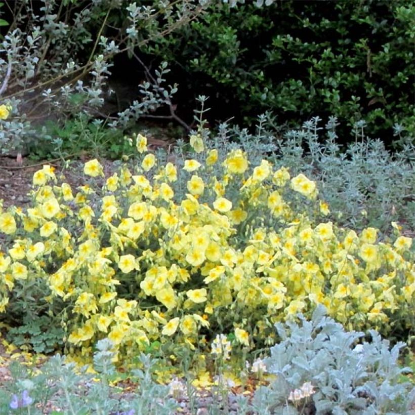 Helianthemum Wisley Primrose - Eliantemo (Fioritura)