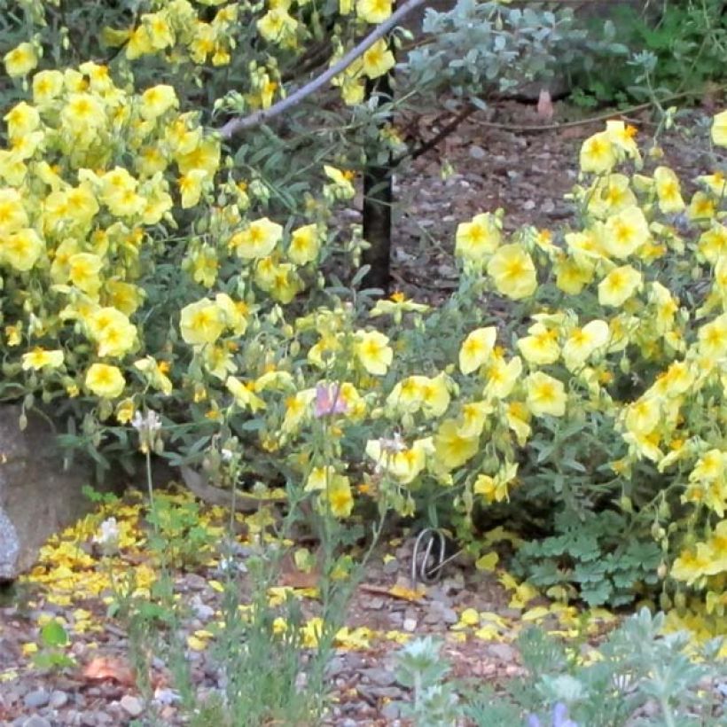 Helianthemum Wisley Primrose - Eliantemo (Porto)