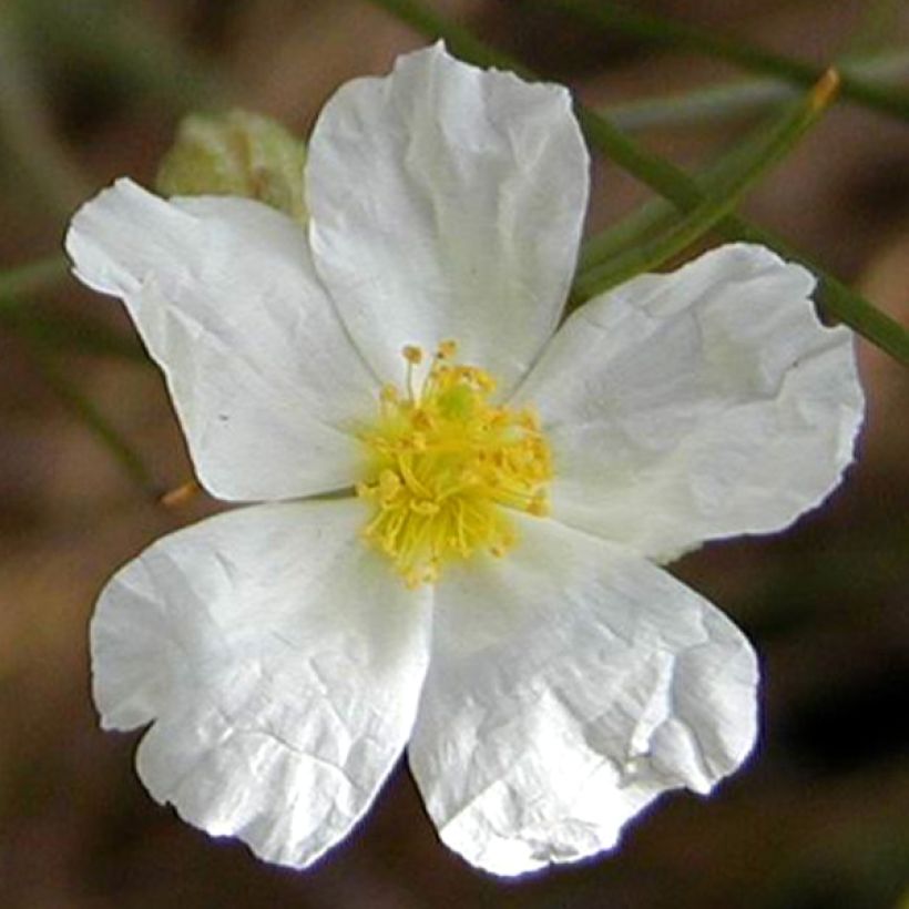 Helianthemum apenninum - Eliantemo degli Appennini (Fioritura)