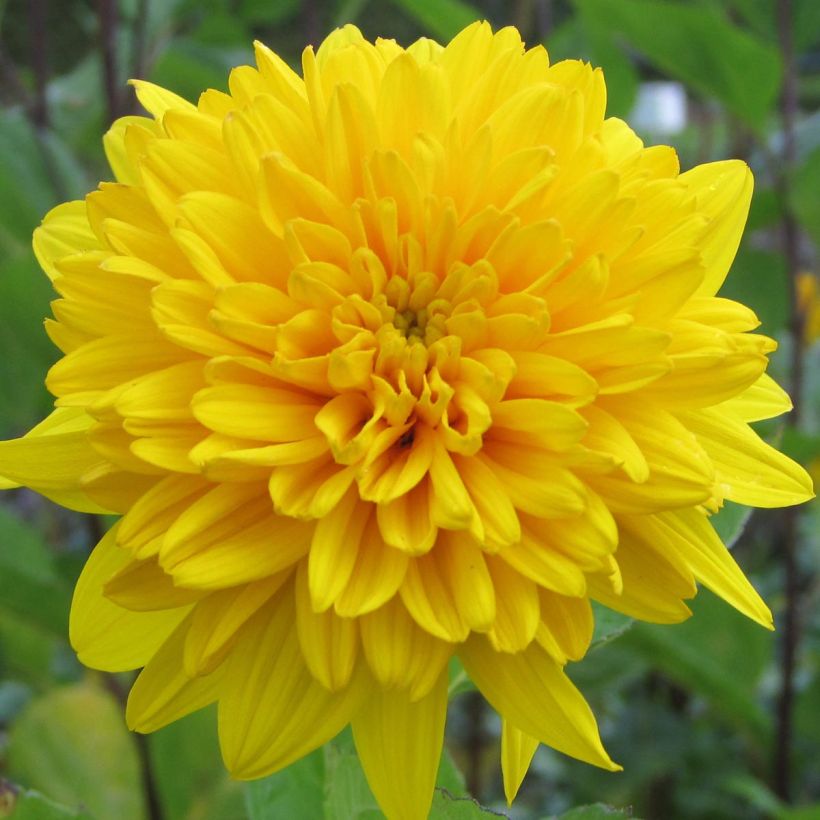 Helianthus decapetalus Plenus - Girasole (Fioritura)