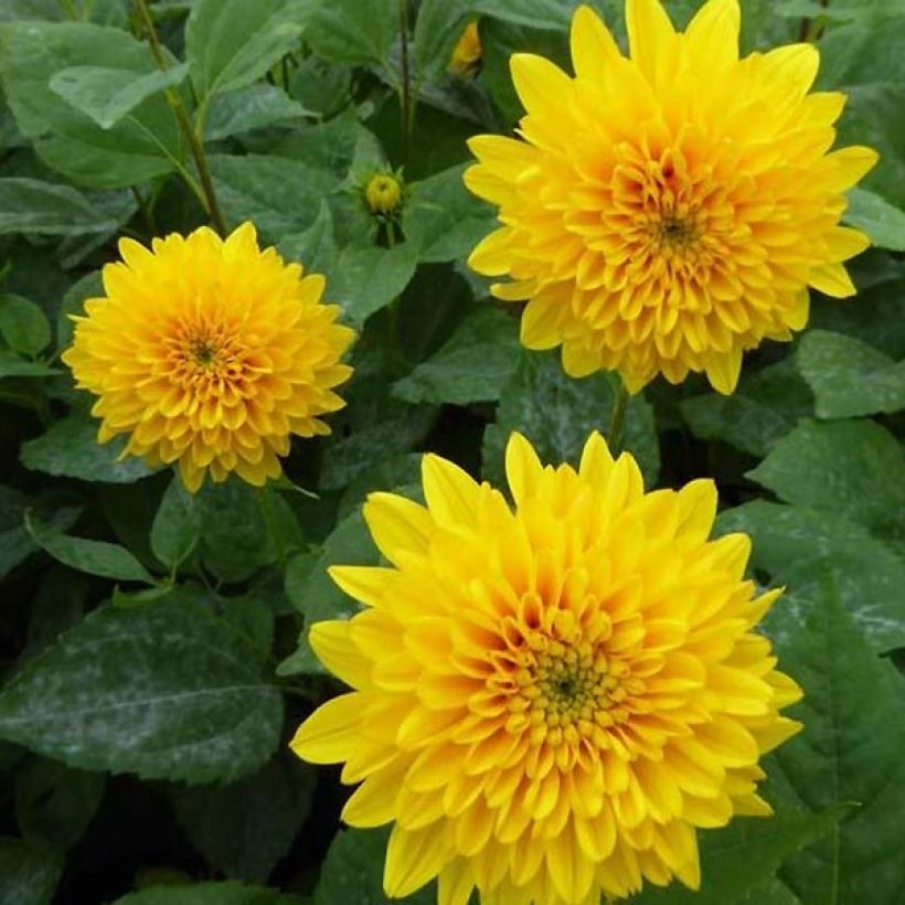 Helianthus decapetalus Soleil d'Or - Girasole (Fioritura)