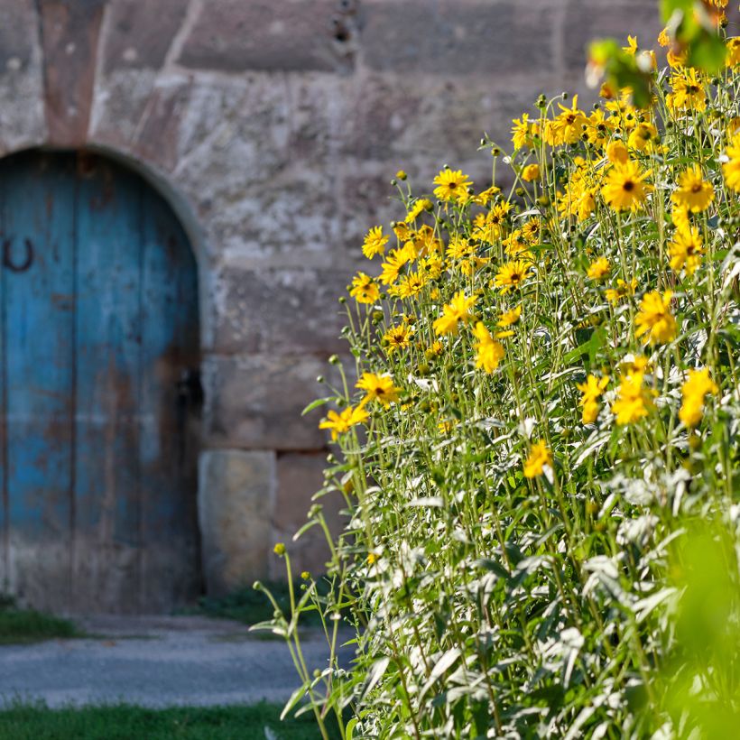 Helianthus Lemon Queen - Girasole (Porto)