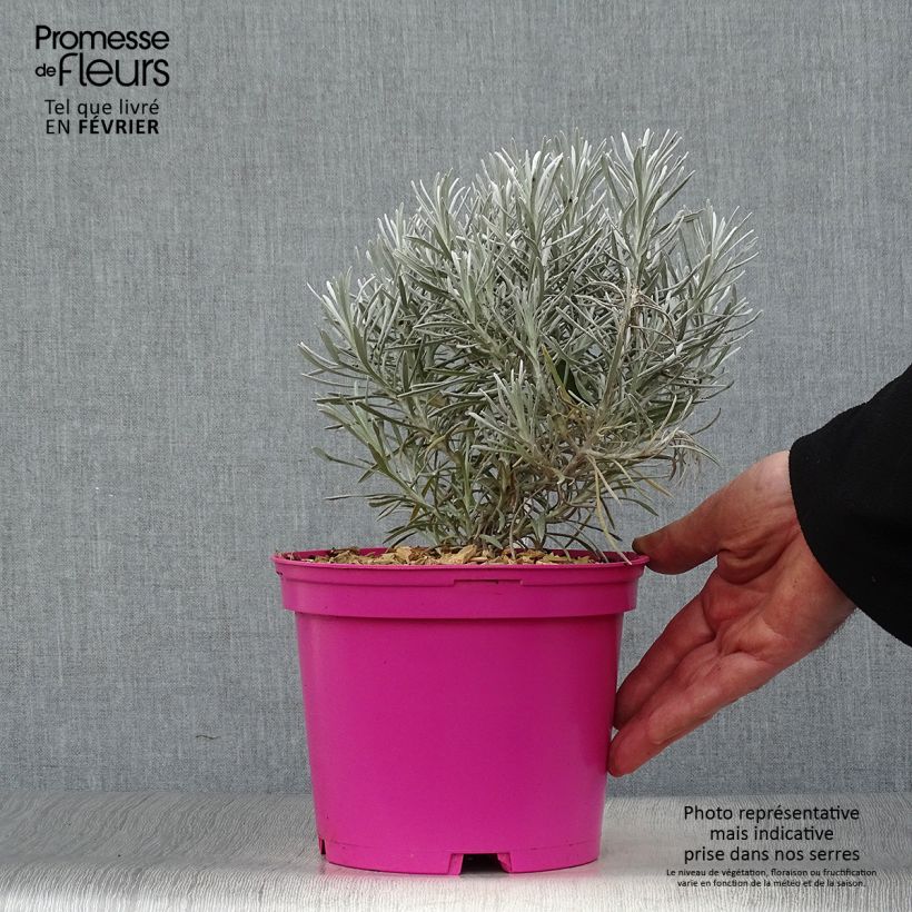 Helichrysum Korma - Immortelle d'Italie, plante curry Pot de 2L/3L esemplare consegnato in inverno