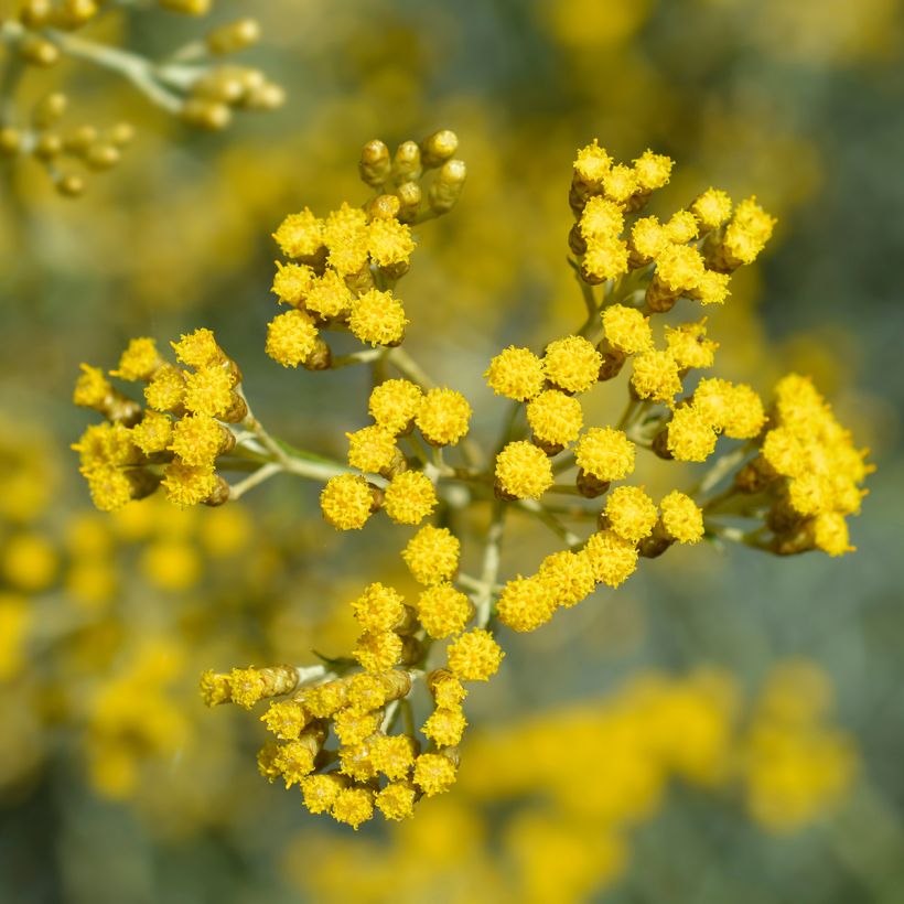 Elicriso italiano Bio (piante) (Fioritura)