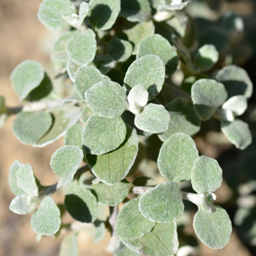 Elicriso petiolare Silver - Helichrysum petiolare (Fogliame)