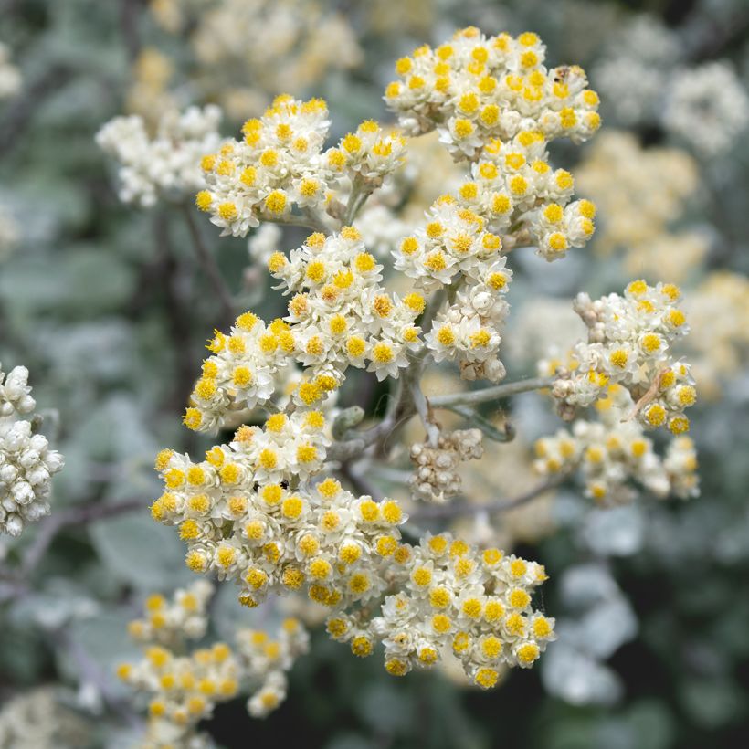 Elicriso petiolare Silver - Helichrysum petiolare (Fioritura)